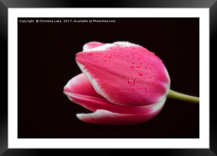 Raindrops On Tulip Framed Mounted Print by Christine Lake