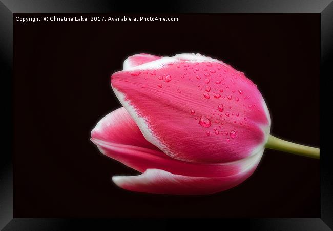 Raindrops On Tulip Framed Print by Christine Lake