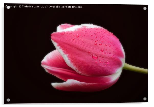Raindrops On Tulip Acrylic by Christine Lake