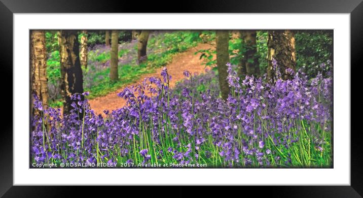 "Bluebell Woods" Framed Mounted Print by ROS RIDLEY