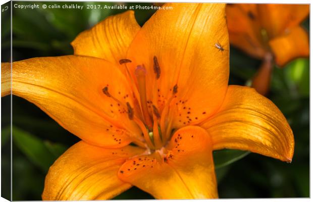 Fly on a Lily Canvas Print by colin chalkley