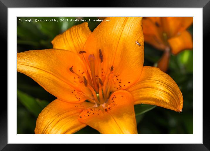 Fly on a Lily Framed Mounted Print by colin chalkley