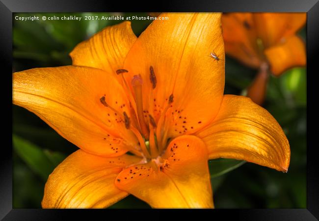 Fly on a Lily Framed Print by colin chalkley