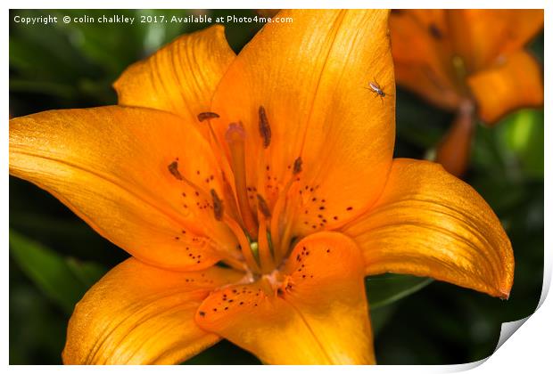 Fly on a Lily Print by colin chalkley