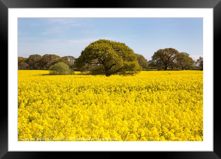 Fields Of Gold  Framed Mounted Print by David Chennell