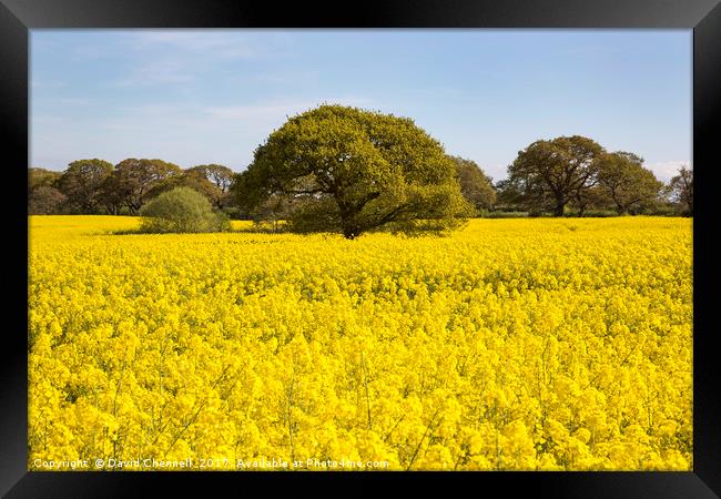 Fields Of Gold  Framed Print by David Chennell