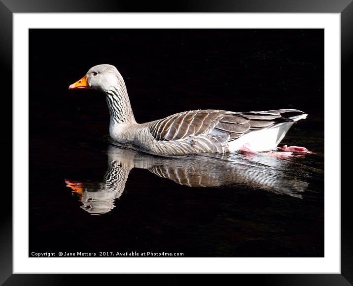 Reflecting in the Lake Framed Mounted Print by Jane Metters
