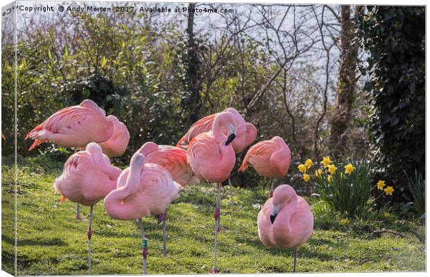 Flamboyance of Flamingos Canvas Print by Andy Morton