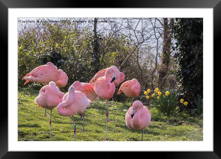 Flamboyance of Flamingos Framed Mounted Print by Andy Morton