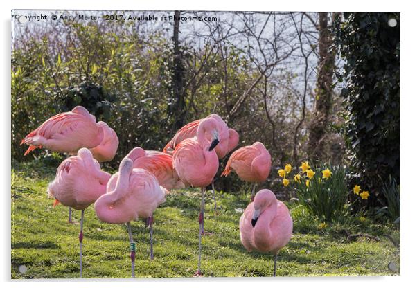 Flamboyance of Flamingos Acrylic by Andy Morton