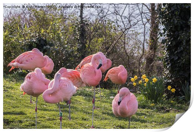 Flamboyance of Flamingos Print by Andy Morton