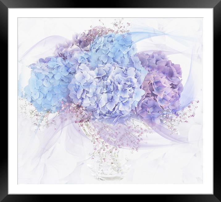Hydrangea Framed Mounted Print by Pam Perry