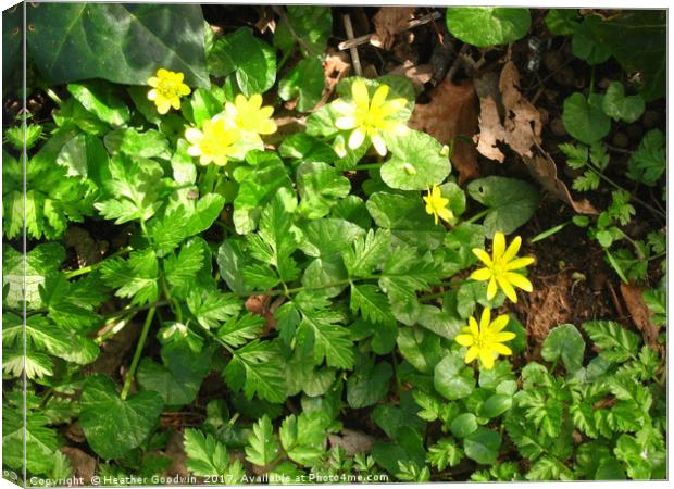 Old fashioned Celandine. Canvas Print by Heather Goodwin