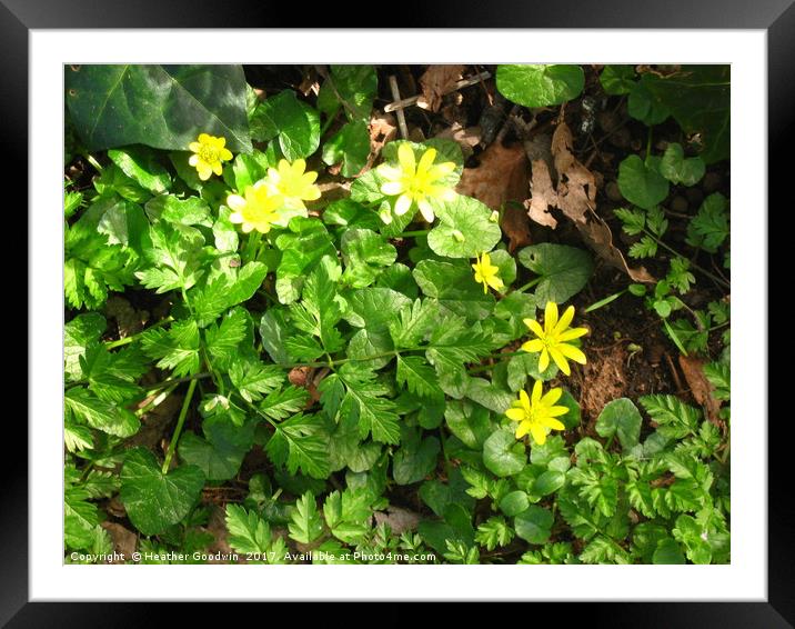 Old fashioned Celandine. Framed Mounted Print by Heather Goodwin