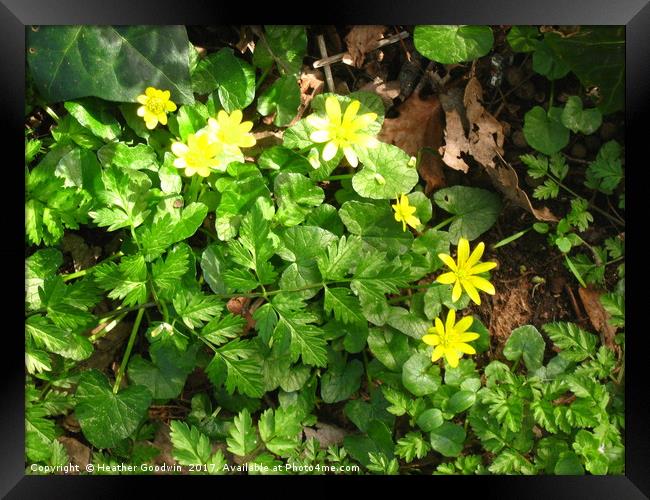 Old fashioned Celandine. Framed Print by Heather Goodwin