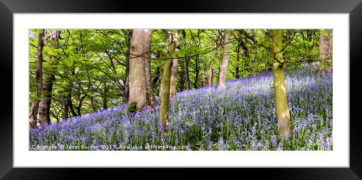 Bluebell Wood Framed Mounted Print by Janet Burdon