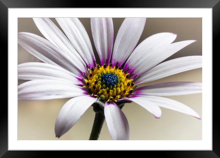 Cape Daisy (Osteospurnum) Framed Mounted Print by Jonathan Thirkell
