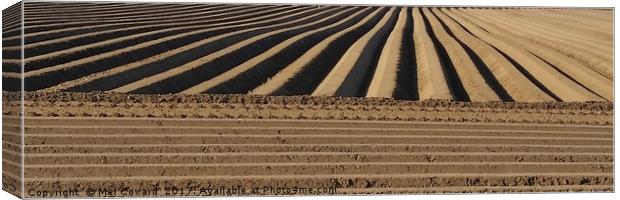 Fenland Furrows Canvas Print by Mel Coward