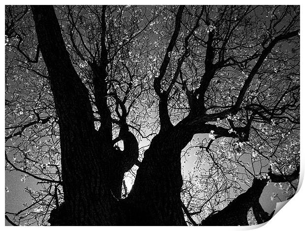 tree halo Print by anurag gupta