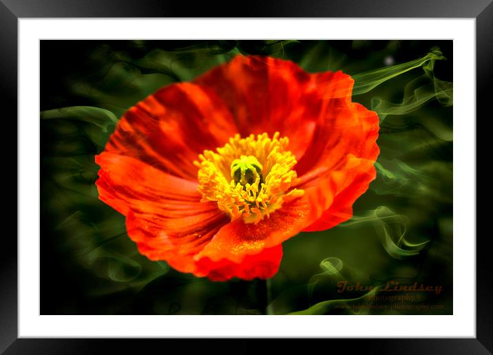 Orange Poppy Framed Mounted Print by Jonathan Thirkell
