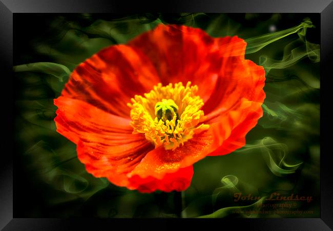 Orange Poppy Framed Print by Jonathan Thirkell