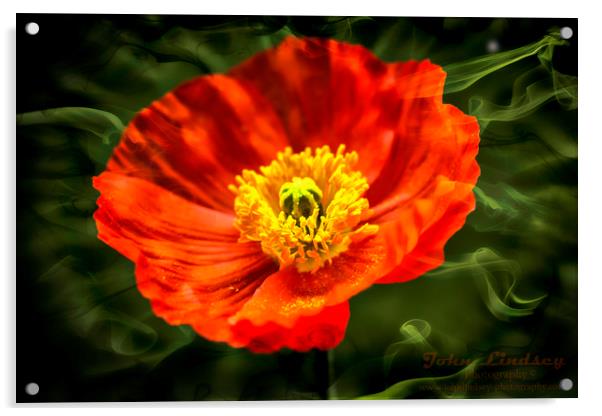 Orange Poppy Acrylic by Jonathan Thirkell