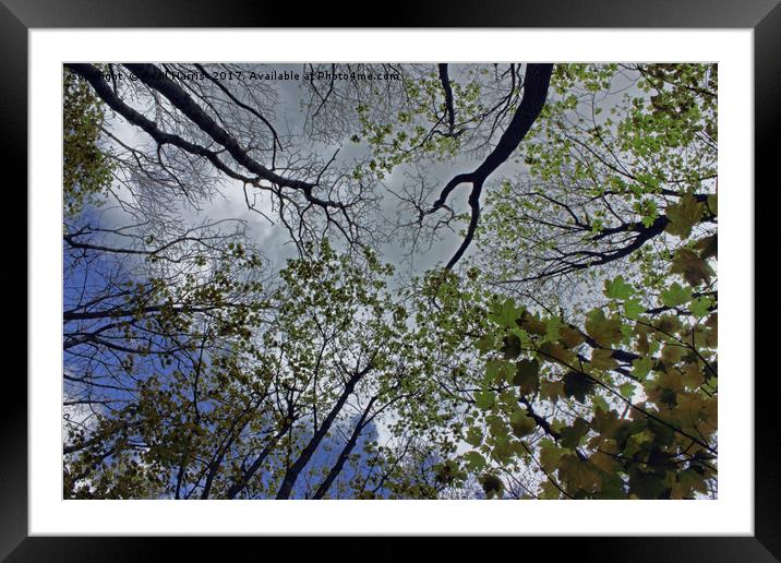 Tree canopy in the spring Framed Mounted Print by Avril Harris