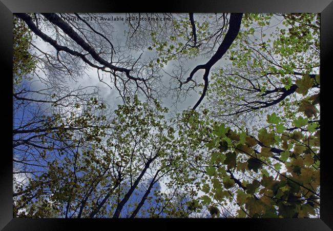 Tree canopy in the spring Framed Print by Avril Harris