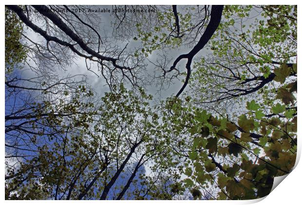 Tree canopy in the spring Print by Avril Harris