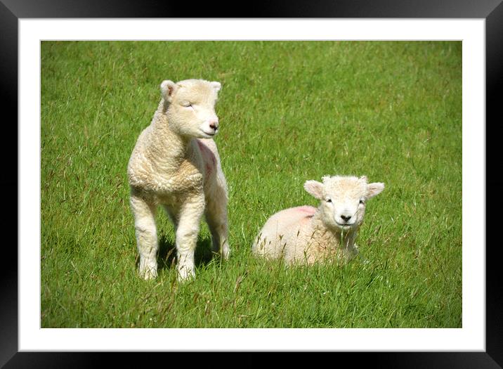 Exmoor Lambs Framed Mounted Print by graham young