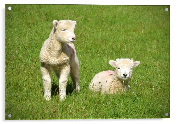Exmoor Lambs Acrylic by graham young