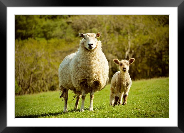 Exmoor Sheep Framed Mounted Print by graham young