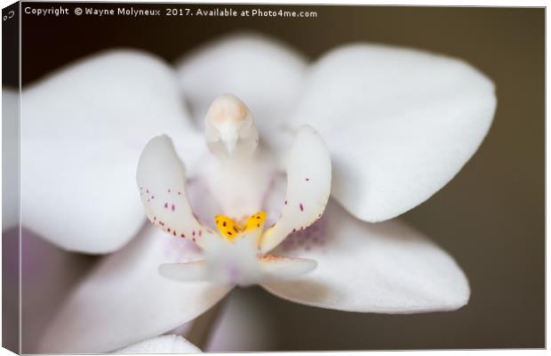 White Moth Orchid Canvas Print by Wayne Molyneux