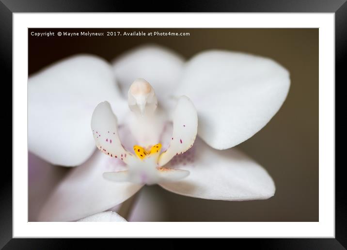 White Moth Orchid Framed Mounted Print by Wayne Molyneux