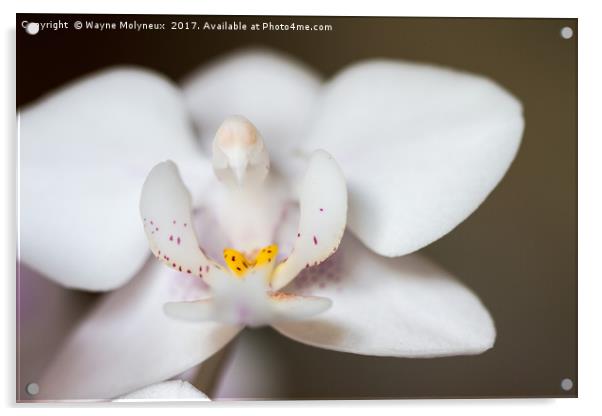 White Moth Orchid Acrylic by Wayne Molyneux