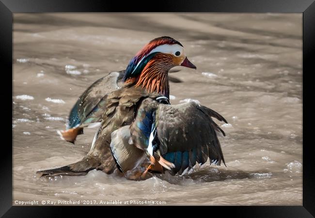 Mandarin  Framed Print by Ray Pritchard