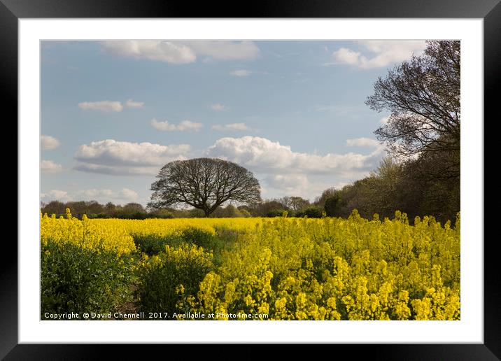 Brimstage Rapeseed Field  Framed Mounted Print by David Chennell