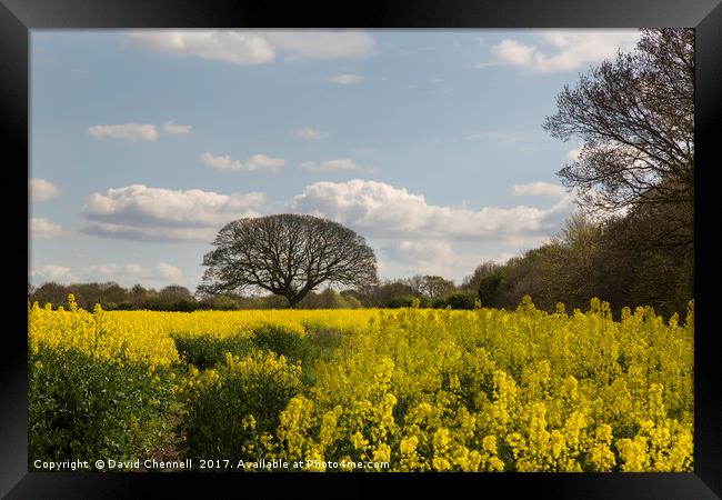 Brimstage Rapeseed Field  Framed Print by David Chennell