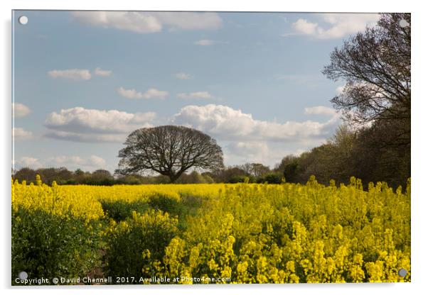 Brimstage Rapeseed Field  Acrylic by David Chennell