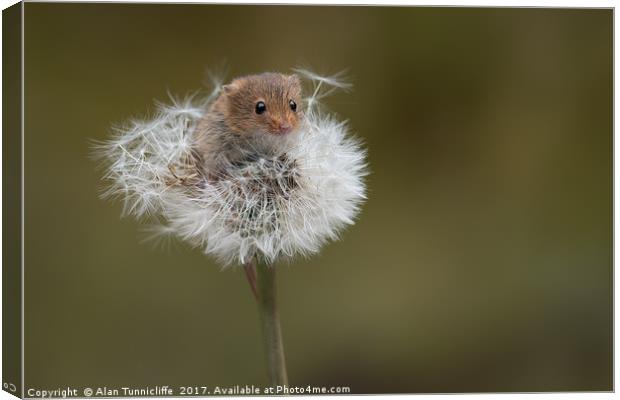 Harvest mouse Canvas Print by Alan Tunnicliffe