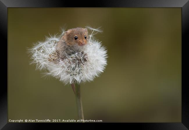 Harvest mouse Framed Print by Alan Tunnicliffe