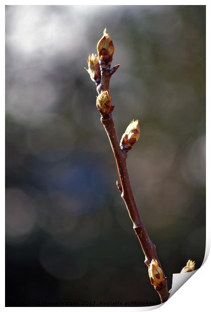 Pear Bud Bokeh Print by Steven Watson