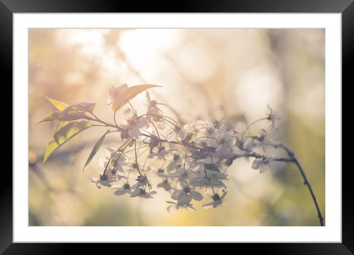 Cherry in blossom Framed Mounted Print by Michael Goyberg