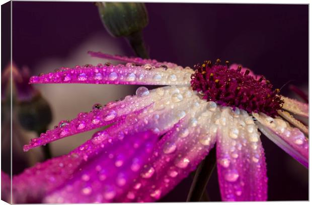 Raindrops in colour Canvas Print by Jonathan Thirkell