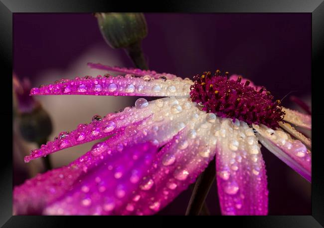Raindrops in colour Framed Print by Jonathan Thirkell