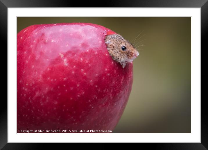 Harvest mouse Framed Mounted Print by Alan Tunnicliffe