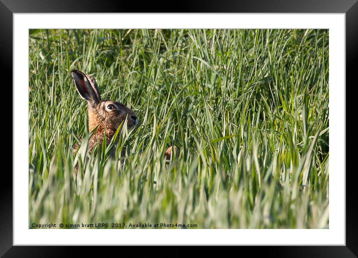 Wild hare close up in crops Framed Mounted Print by Simon Bratt LRPS