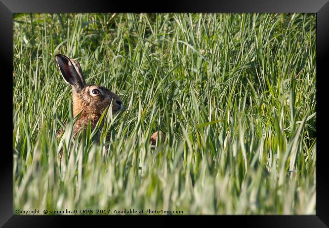 Wild hare close up in crops Framed Print by Simon Bratt LRPS