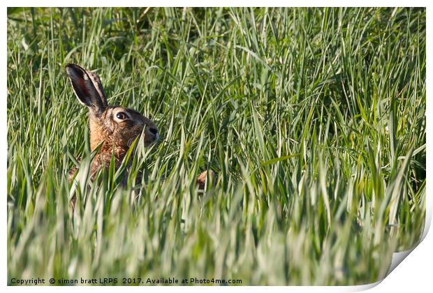 Wild hare close up in crops Print by Simon Bratt LRPS