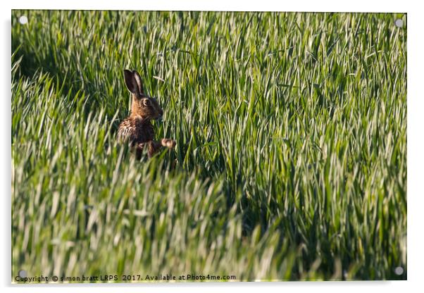 Wild hare close up in crop track Acrylic by Simon Bratt LRPS